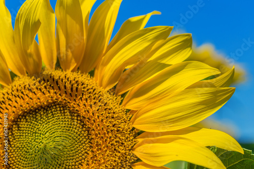 Yellow field of sunflowers