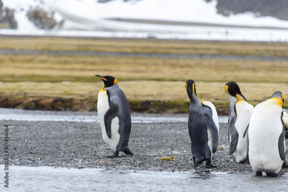 Obraz premium King penguins