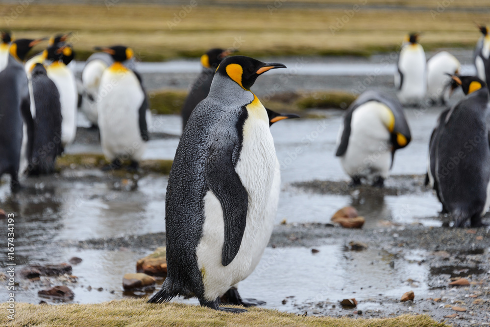 Obraz premium King penguins