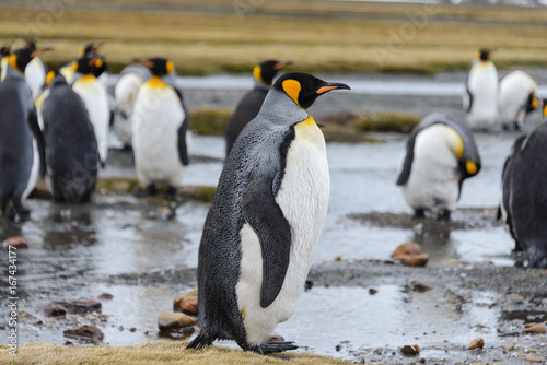 King penguins