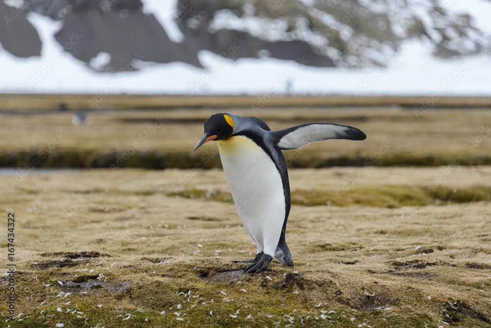 Fototapeta premium King penguins