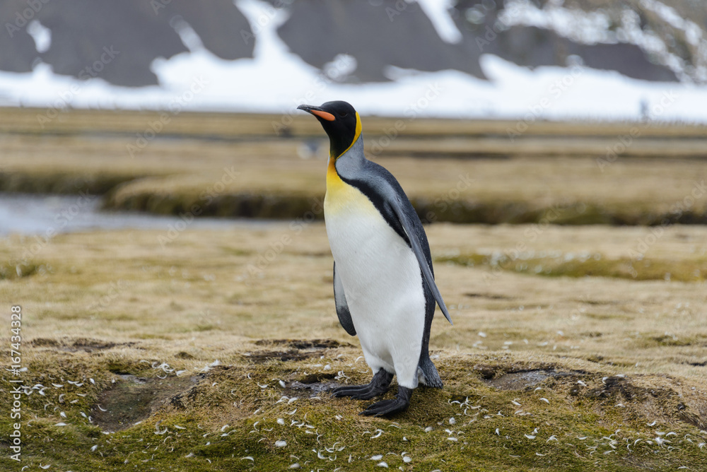 Fototapeta premium King penguins