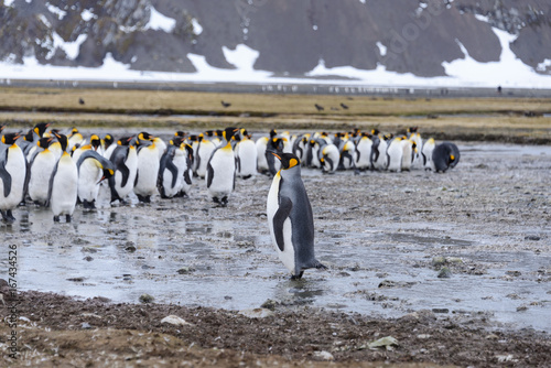 King penguins