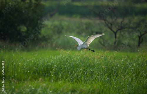 Egret in Flight photo