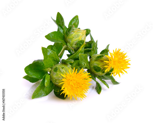 Canvas-taulu Safflower's flower.