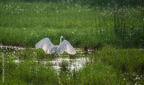 Great Egret Wings photo