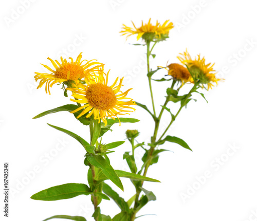 Inula isolated on white background