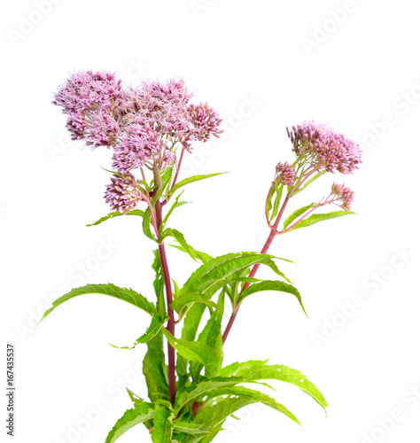 Eupatorium. Most are commonly called bonesets  thoroughworts or snakeroots.