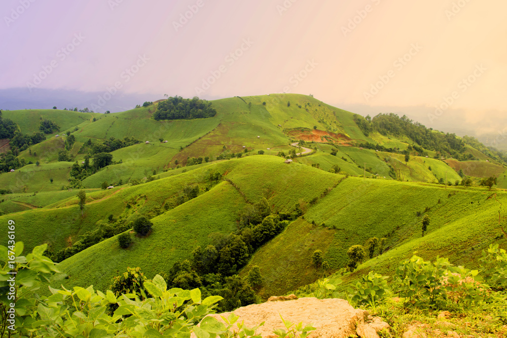 Fototapeta premium Soybean field ripening on mountain and stone, agricultural landscape.