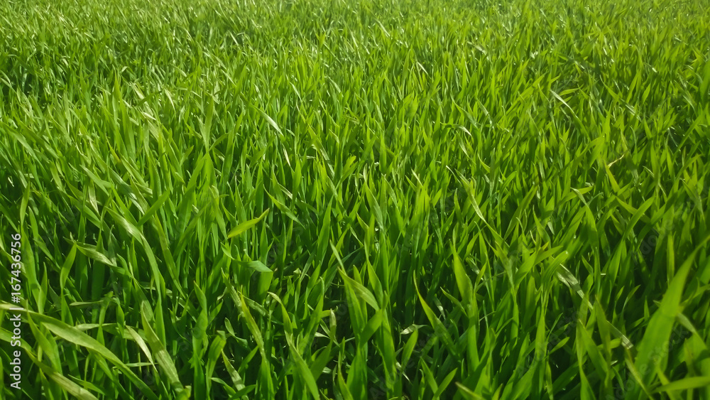 Grasfeld Grasfeld