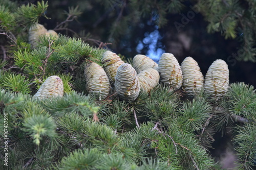 POMME DE CEDRE EN PROVENCE photo