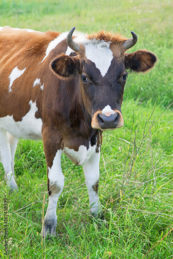 Cow on a summer pasture