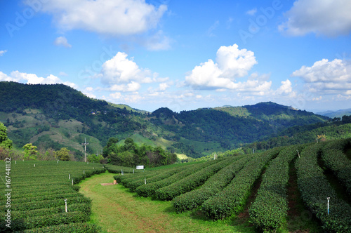 Tea pant at Doi Mae salong, Chiangrai province, Thailand