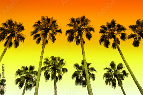 Palm trees with colors of sunset sky