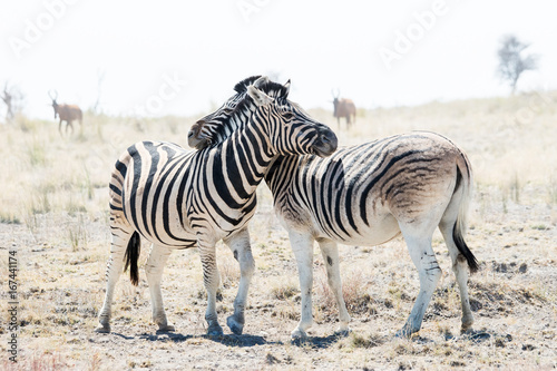 Two hugging zebras in love. Etosha national park, Namibia