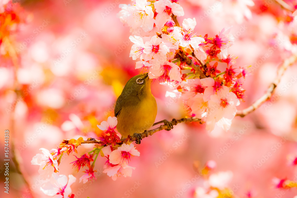 The Japanese White-eye and cherry blossoms. Located in Tokyo Prefecture Japan. The Japanese White-eye and cherry blossoms. Located in Tokyo Prefecture Japan.