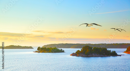 Slika na platnu Scandinavian landscape with sea gulls