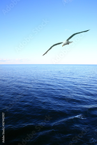 Soaring seagull over sea