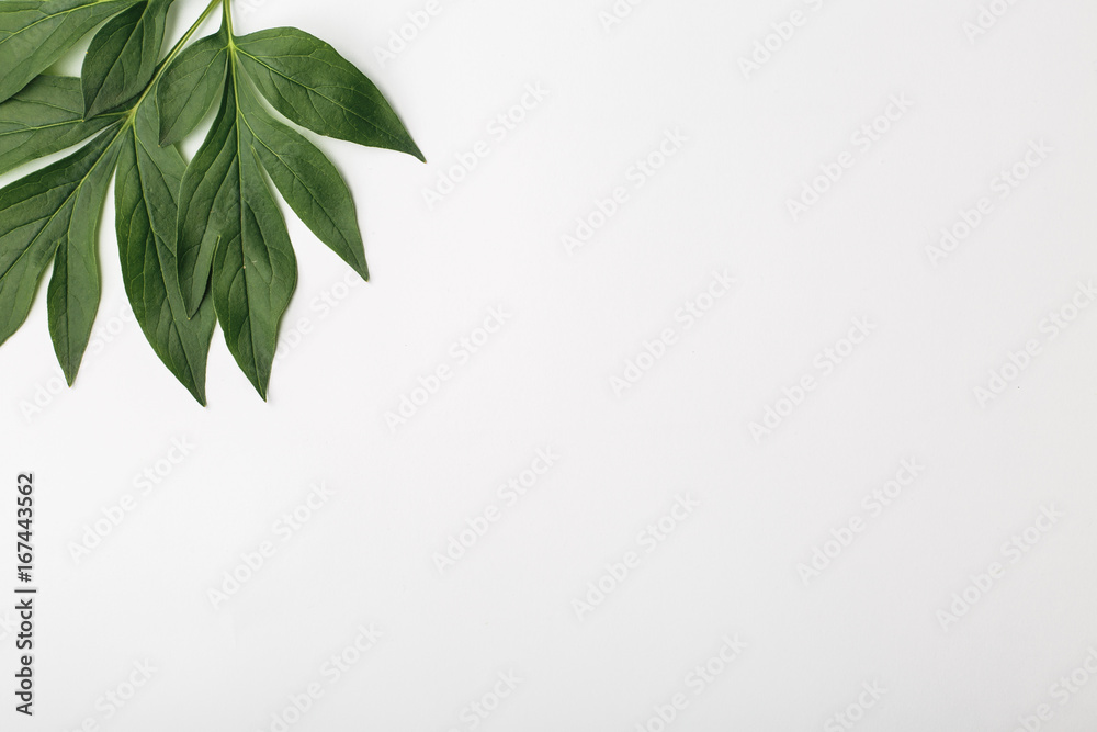 White background with green leaves, flat composition