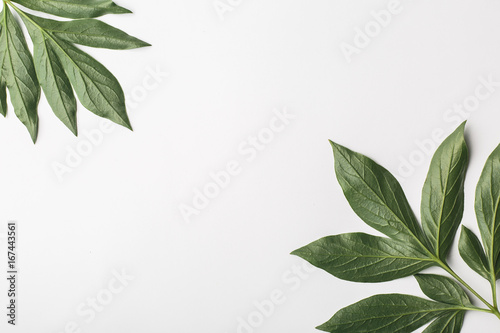 Fototapeta Naklejka Na Ścianę i Meble -  White background with green leaves, flat composition
