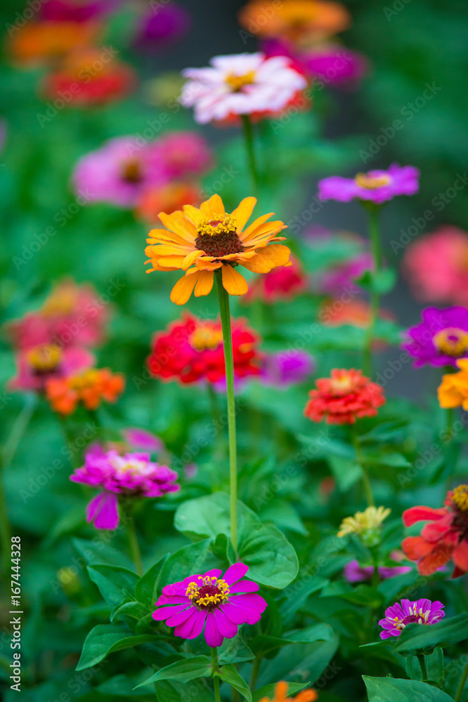 Colorful zinnia flowers growing in the garden, on warm sunny day