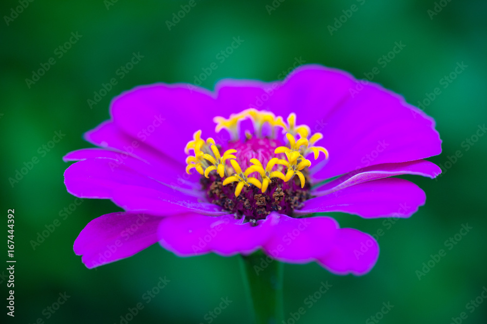 Close-up of a beautiful purple zinnia flower Close-up of a beautiful purple zinnia flower