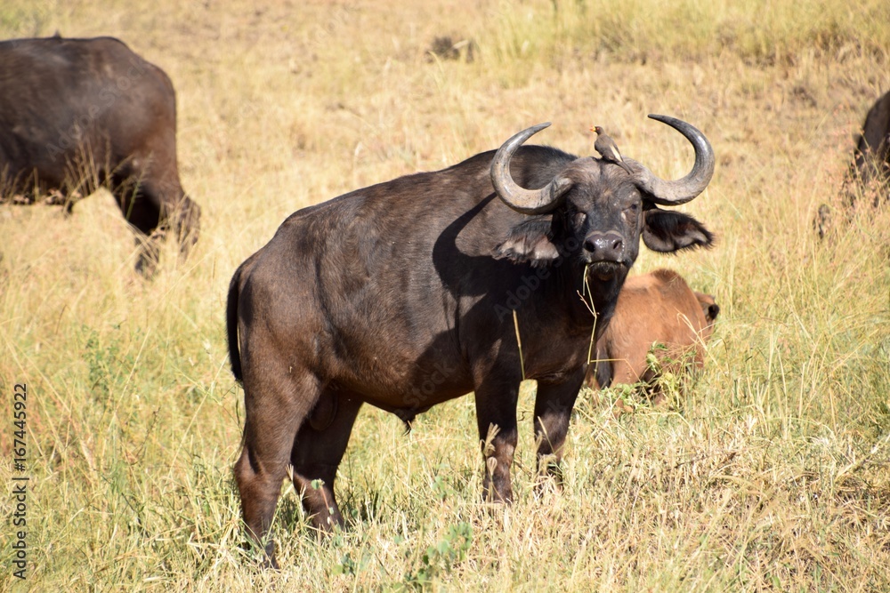 Oblivious water buffalo