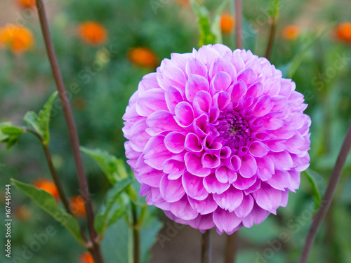Fototapeta Naklejka Na Ścianę i Meble -  Close-up of a beautiful pink Dahlia flower growing in the garden.