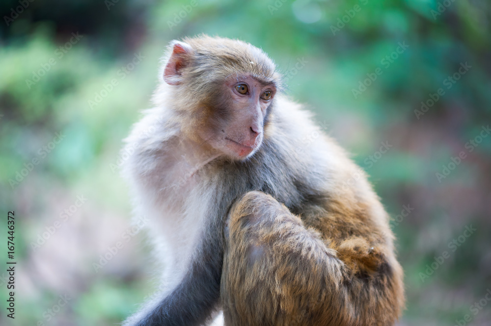 Rhesus macaque looking back in Xichang forest, China Rhesus macaque looking back in Xichang forest, China