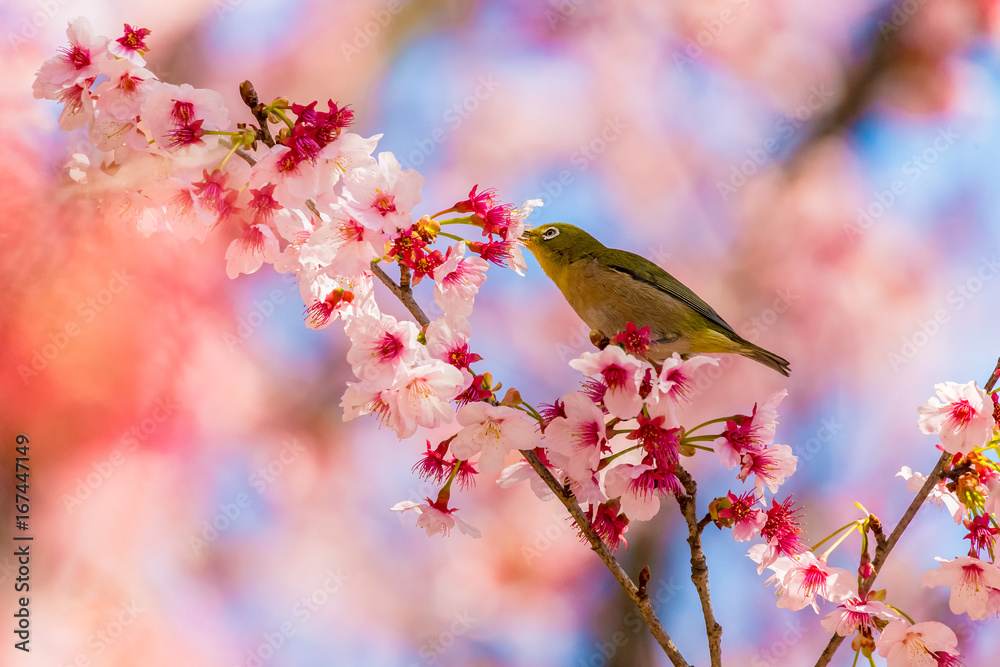The Japanese White-eye and cherry blossoms. Located in Tokyo Prefecture Japan. The Japanese White-eye and cherry blossoms. Located in Tokyo Prefecture Japan.