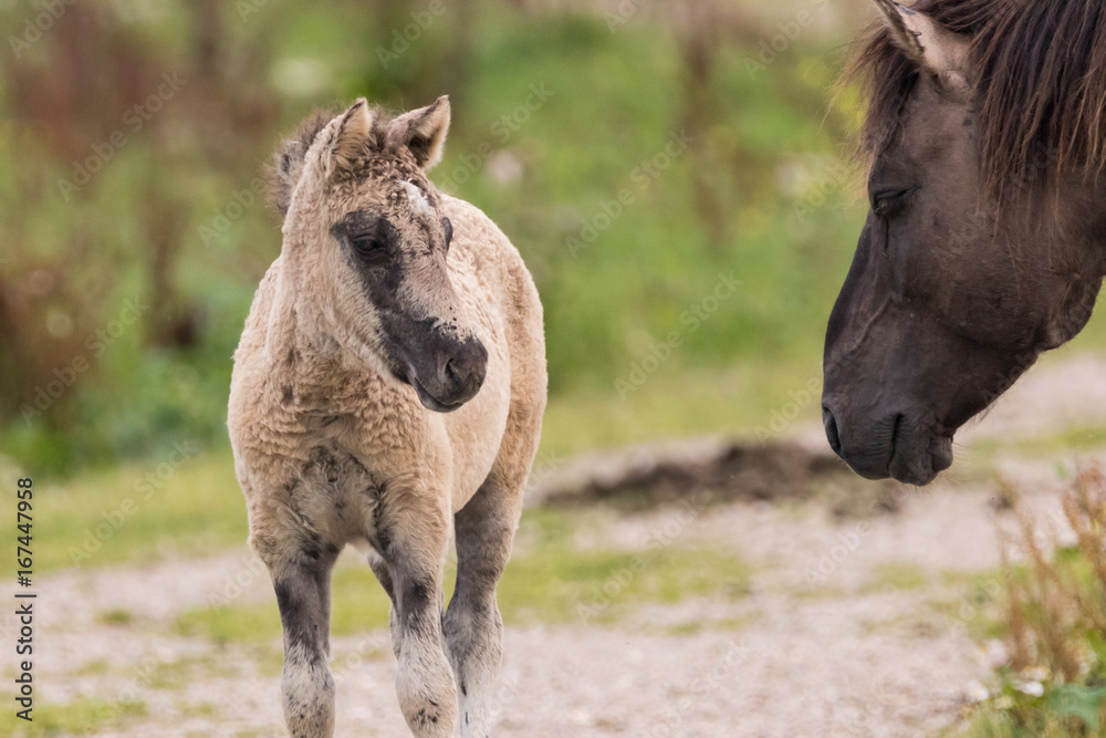 Fototapeta premium Young and Old