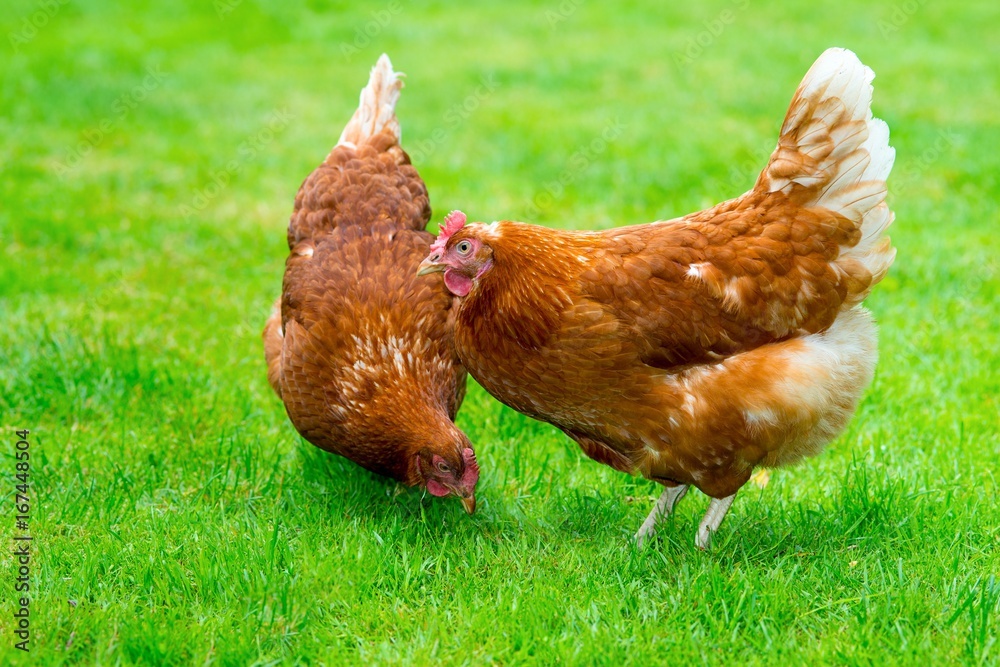 Zwei braune HybridHennen (Gallus gallus domesticus) laufen frei über