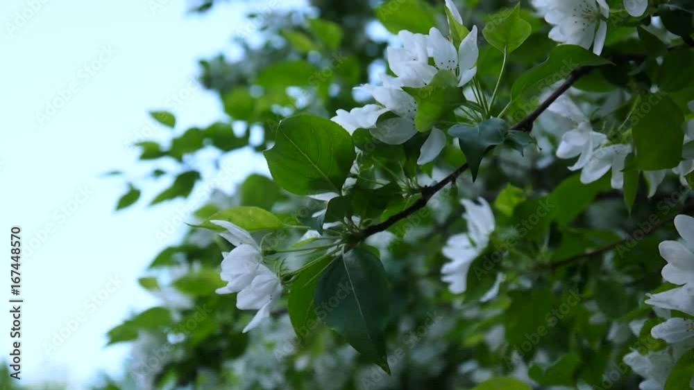 Blossoming of white apple chinese tree. Great nature spring scene with blooming branches. Video HD footage 1920x1080 shooting of static camera. Blossoming of white apple chinese tree. Great nature spring scene with blooming branches. Video HD footage 1920x1080 shooting of static camera.