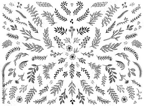 Hand sketched floral design elements  flowers and leaves for text decoration