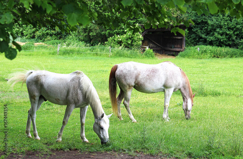two beautiful white Arabian horses on a paddock