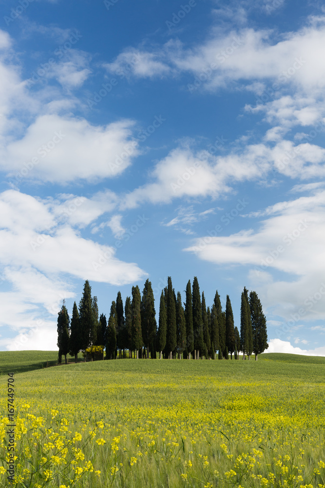 Cypresses in Tuscany