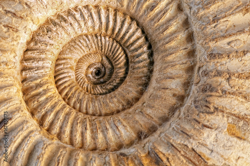 Ammonite closeup