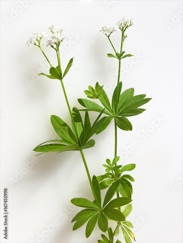 Waldmeister; Galium, odoratum photo