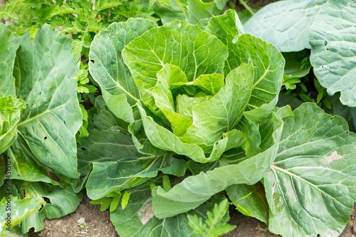 Cabbage growing in garden