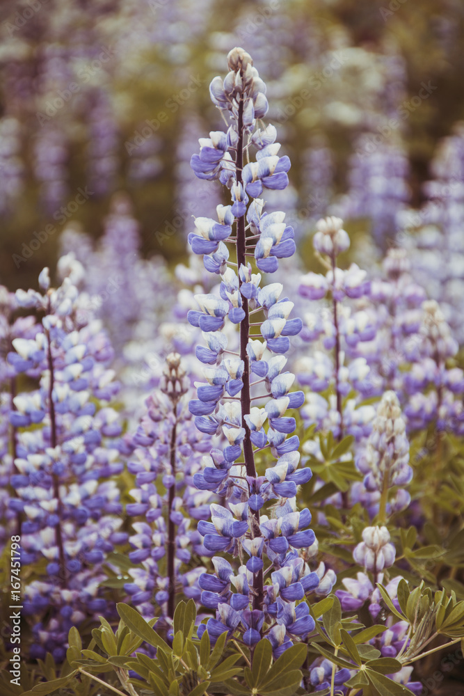 Obraz premium Lupinen in Island
