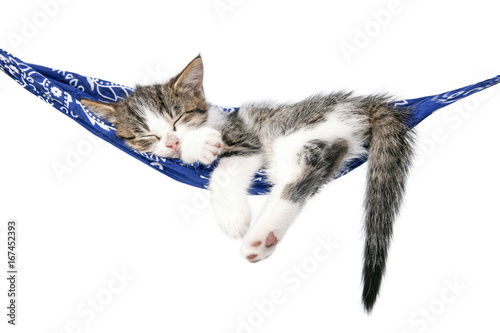 Fototapeta Naklejka Na Ścianę i Meble -  Little kitten sleeps on a hammock. Small cat sleeps sweetly as a small bed. Sleeping cat on a white background.