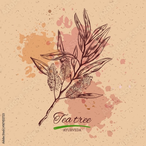 Tee tree and lemon. Vector hand drawn collection.Natural herbs and flowers. Beauty and Ayurveda. Organic cosmetics. Craft paper