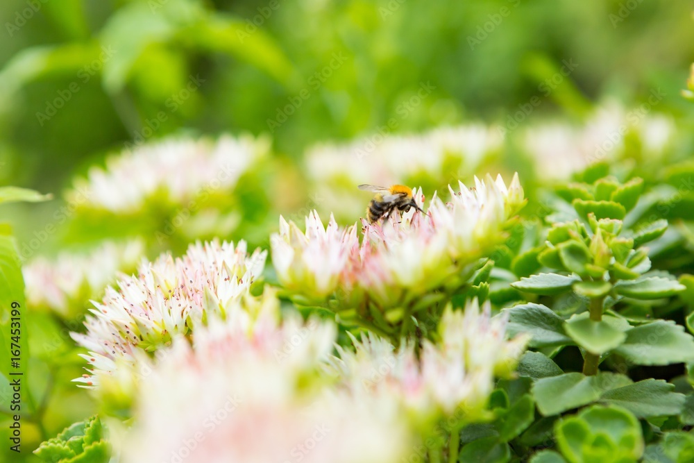 Fototapeta premium Bee sitting on flower