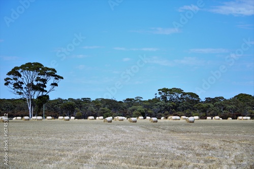 Big straw bales in Australia, wheat belt region in Western Australia in summer
