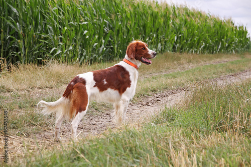 Bild auf Leinwand irish setter standing in the field