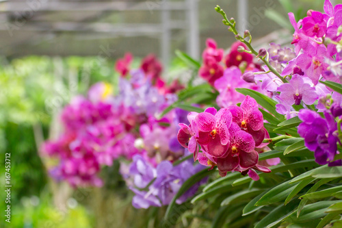 Wallpaper Mural The bouquet of colorful orchid flowers in the nature  Torontodigital.ca