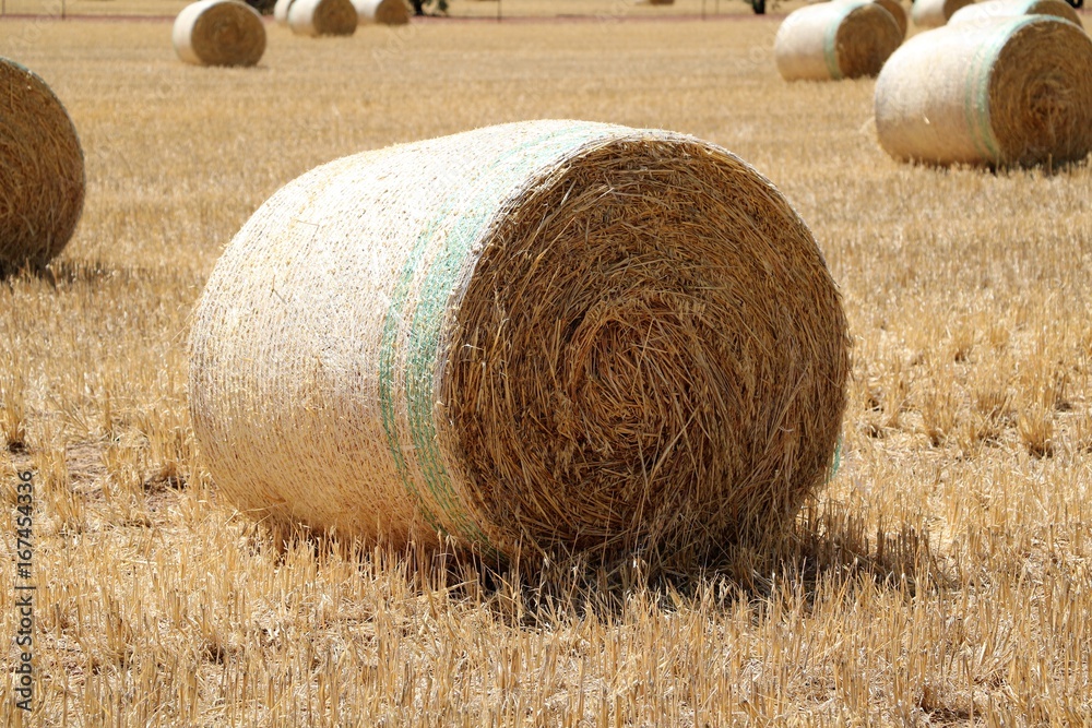 Large straw bales after wheat harvest in Australia Large straw bales after wheat harvest in Australia