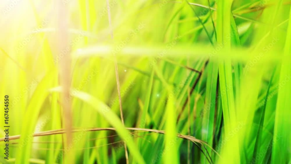 Motion of green grass with sunlight and flare blurred background Motion of green grass with sunlight and flare blurred background