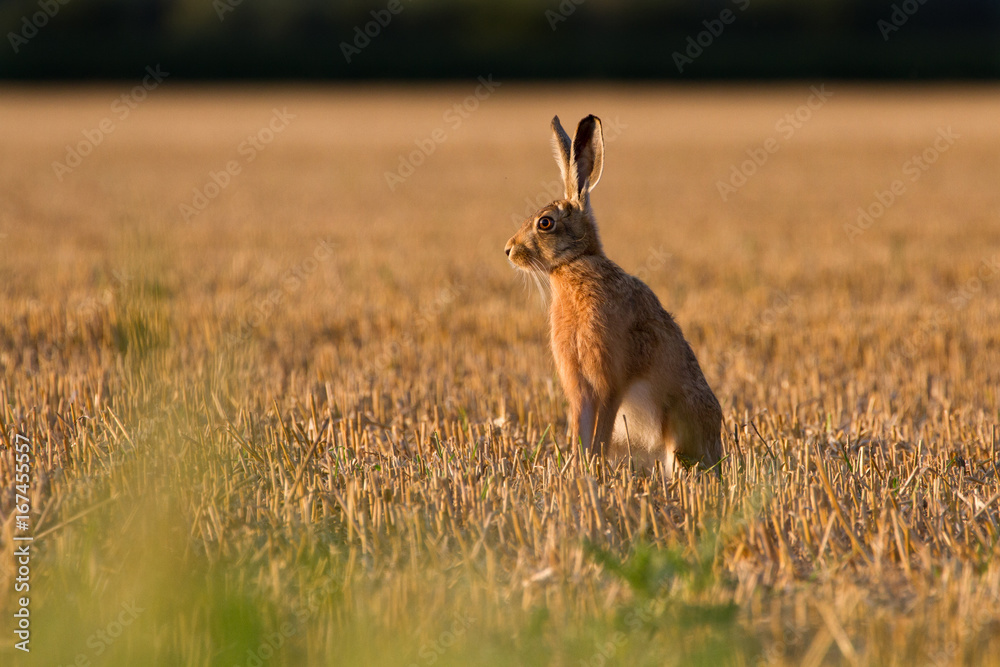 European Brown Hare (Lepus Europaeus) on farmland European Brown Hare (Lepus Europaeus) on farmland