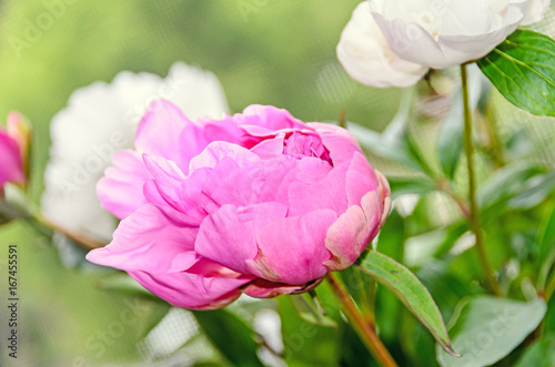 Pink peony flower with bud, bokeh blur background, genus Paeonia, family Paeoniaceae